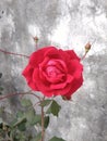 Red rose flower in India Royalty Free Stock Photo